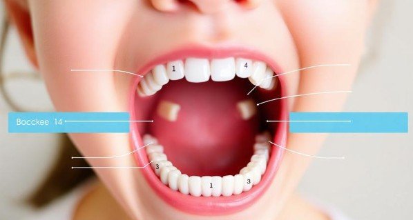 Baby Teeth Falling Out Age Chart